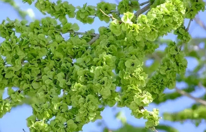木乐镇【木乐芽野菜】