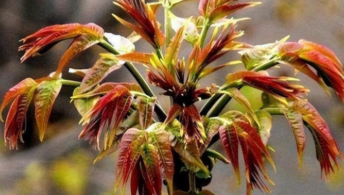 木乐镇【木乐芽野菜】