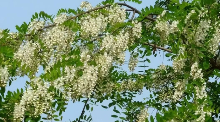 木乐镇【木乐芽野菜】