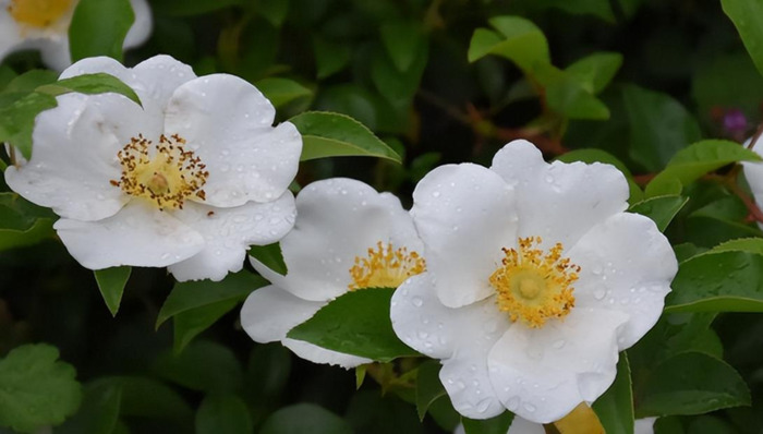 木乐镇【木乐芽野菜】