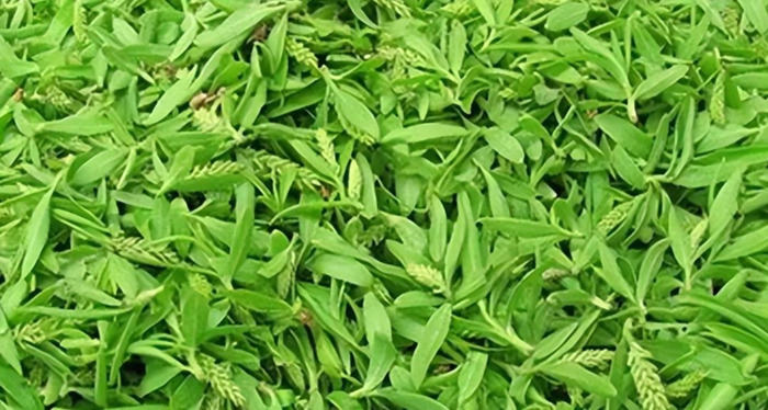 木乐镇【木乐芽野菜】