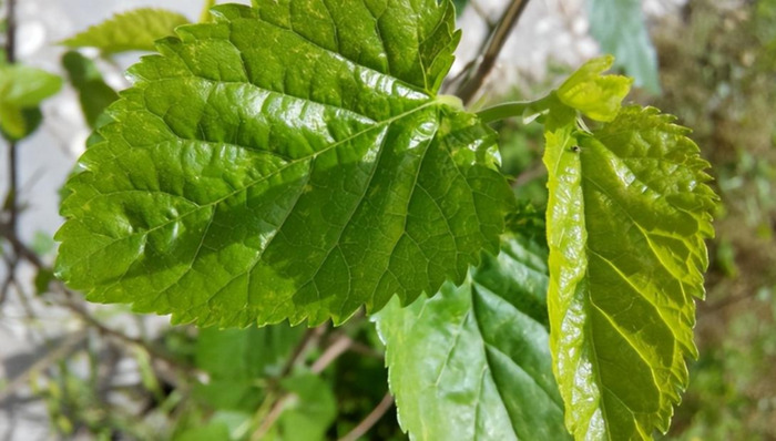 木乐镇【木乐芽野菜】