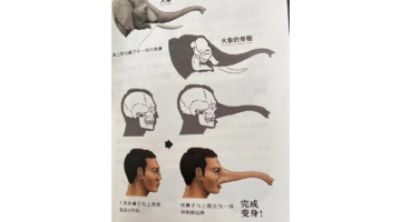 大象鼻子为什么是长的【大象鼻子当滑梯】
