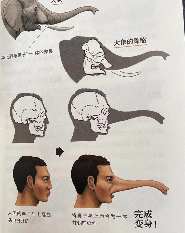 大象鼻子为什么是长的【大象鼻子当滑梯】