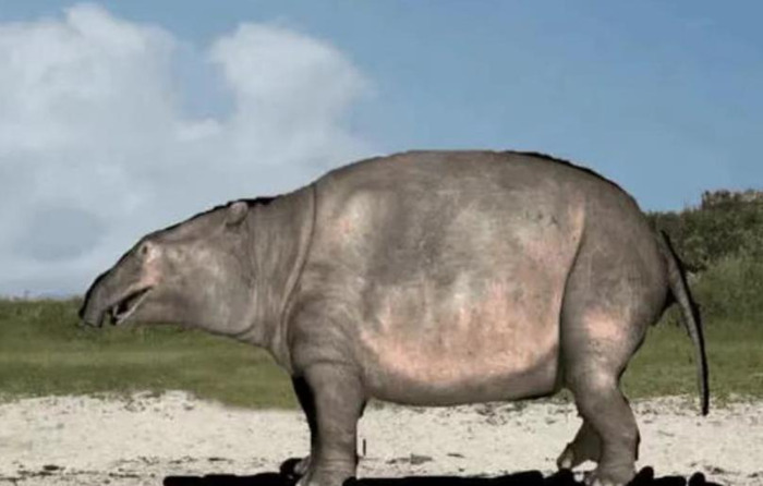 大象鼻子为什么是长的【大象鼻子当滑梯】