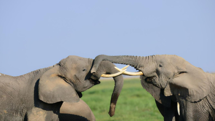 大象鼻子为什么是长的【大象鼻子当滑梯】