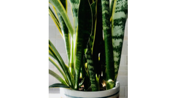 镇宅又聚财的花虎皮兰招财镇宅吗?【镇宅又聚财的花罗汉松】