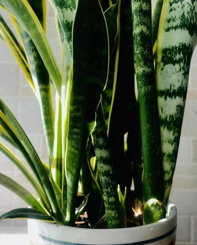 镇宅又聚财的花虎皮兰招财镇宅吗?【镇宅又聚财的花罗汉松】