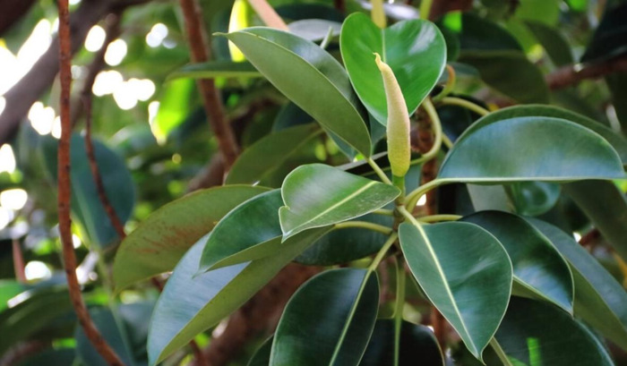 镇宅又聚财的花虎皮兰招财镇宅吗?【镇宅又聚财的花罗汉松】