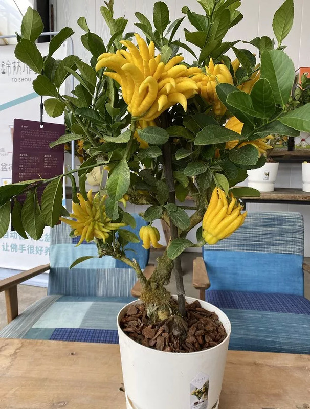 镇宅又聚财的花虎皮兰招财镇宅吗?【镇宅又聚财的花罗汉松】