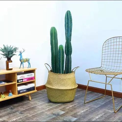 镇宅又聚财的花虎皮兰招财镇宅吗?【镇宅又聚财的花罗汉松】