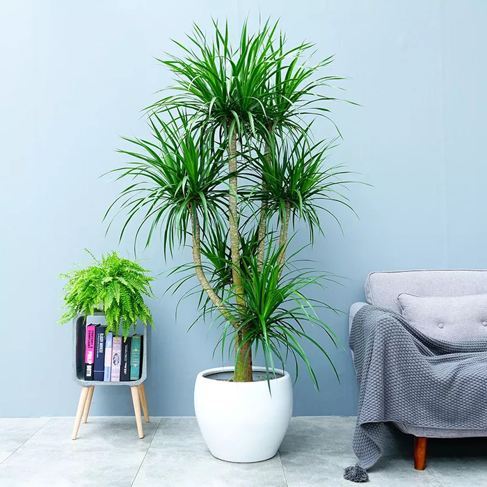 镇宅又聚财的花虎皮兰招财镇宅吗?【镇宅又聚财的花罗汉松】