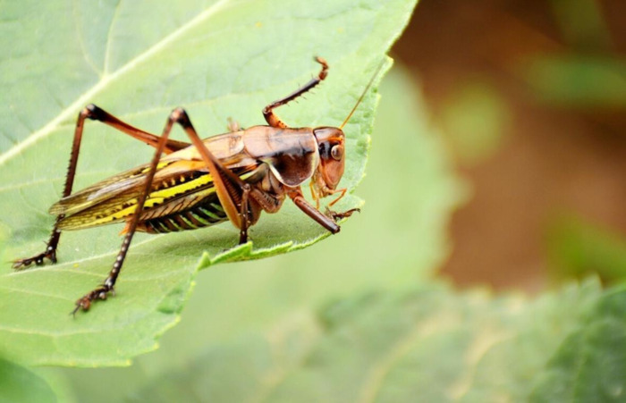 夜晚蟋蟀的叫声怎么形容【蟋蟀的叫声怎么形容词】