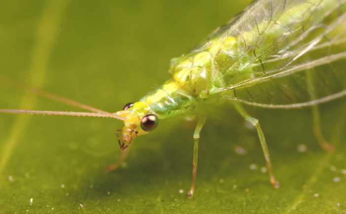 夜晚蟋蟀的叫声怎么形容【蟋蟀的叫声怎么形容词】
