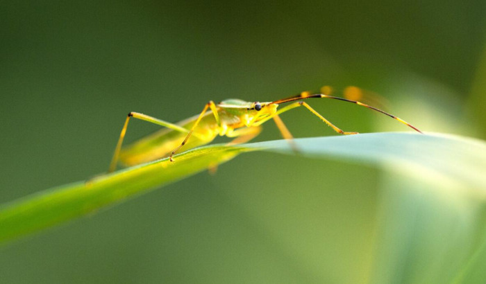 夜晚蟋蟀的叫声怎么形容【蟋蟀的叫声怎么形容词】