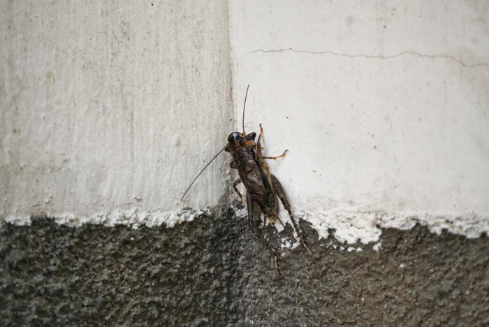 夜晚蟋蟀的叫声怎么形容【蟋蟀的叫声怎么形容词】