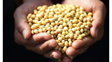 观察日记400字优秀作文.植物【观察日记400字优秀作文黄豆芽】