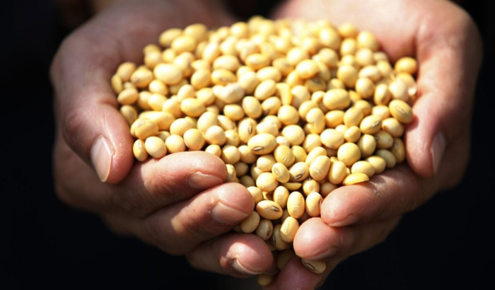 观察日记400字优秀作文.植物【观察日记400字优秀作文黄豆芽】