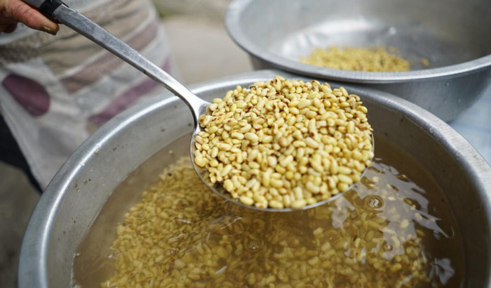 观察日记400字优秀作文.植物【观察日记400字优秀作文黄豆芽】