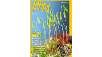 苔藓植物图片及名称【苔藓植物图片简笔】