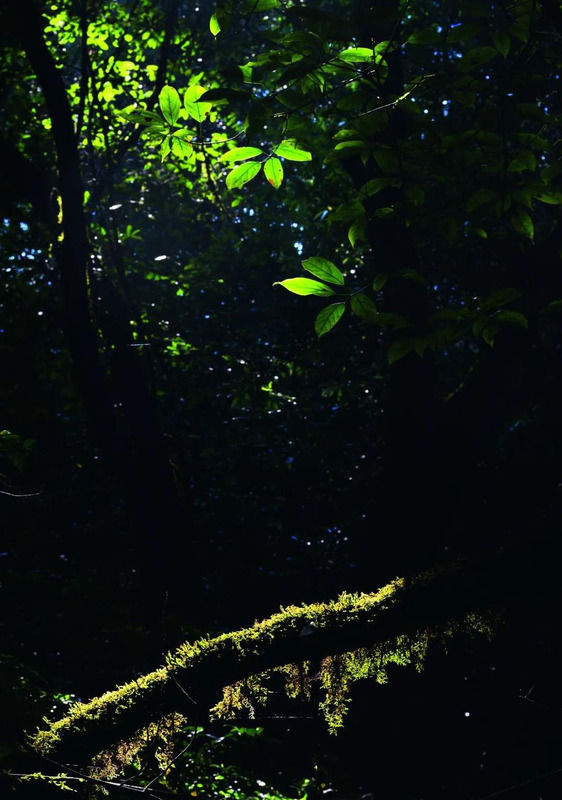 苔藓植物图片及名称【苔藓植物图片简笔】