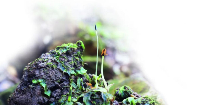 苔藓植物图片及名称【苔藓植物图片简笔】