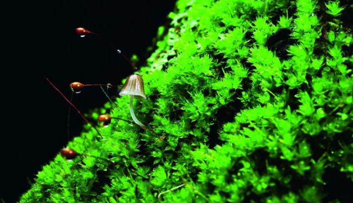 苔藓植物图片及名称【苔藓植物图片简笔】