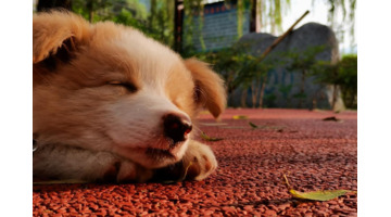 有趣的小狗作文300字【有趣的小狗作文450字作文四年级】