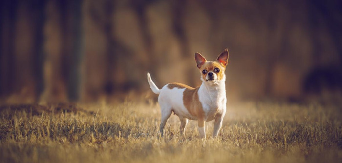 有趣的小狗作文300字【有趣的小狗作文450字作文四年级】