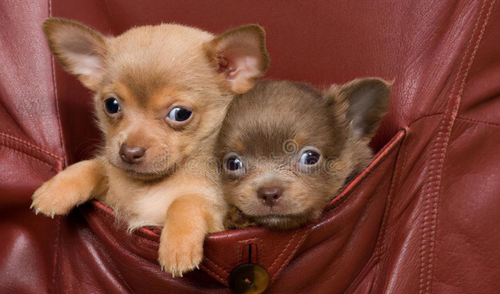 有趣的小狗作文300字【有趣的小狗作文450字作文四年级】