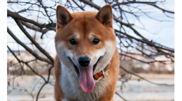 狗狗币多少钱一个月【狗狗币多少钱一个等于比特币】