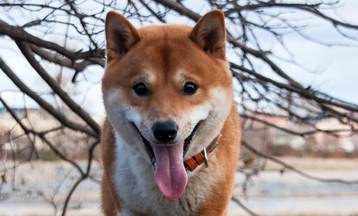 狗狗币多少钱一个月【狗狗币多少钱一个等于比特币】