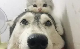 闻劭×江停KQ车【闻劭×江停KQ】