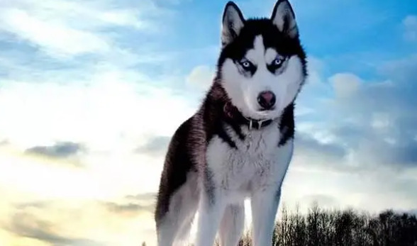 闻劭×江停KQ车【闻劭×江停KQ】