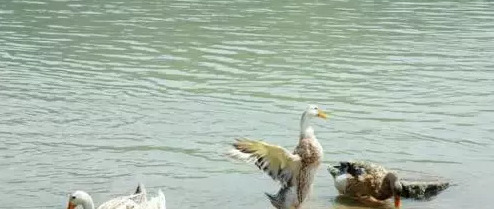 梦到移花栽花【梦见移栽花是什么意思】