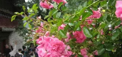 梦到移花栽花【梦见移栽花是什么意思】