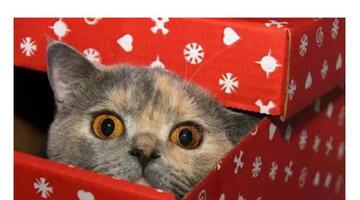 送领导礼物怎么说比较好英文【送领导礼物怎么说合适】