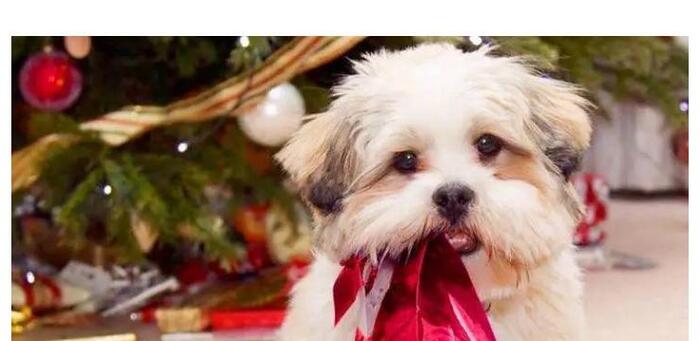 送领导礼物怎么说比较好英文【送领导礼物怎么说合适】