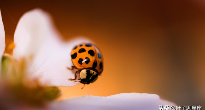 和双子女结婚最多的星座【大部分双子座和什么星座结婚】