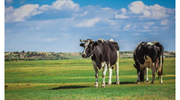 隔壁刘奶奶牛奶【隔壁刘奶奶水牛奶和普通牛奶】