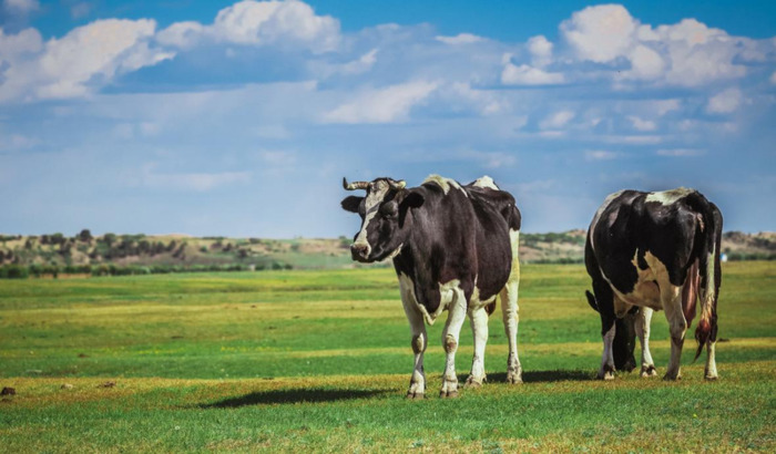 隔壁刘奶奶牛奶【隔壁刘奶奶水牛奶和普通牛奶】