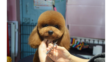 开宠物店要学多久【宠物店开店培训】