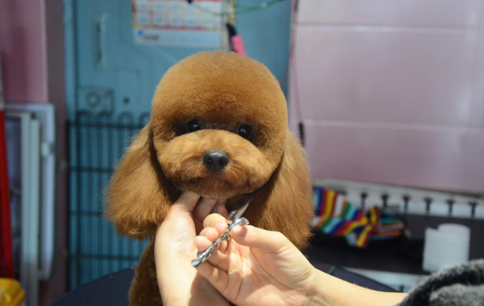 开宠物店要学多久【宠物店开店培训】