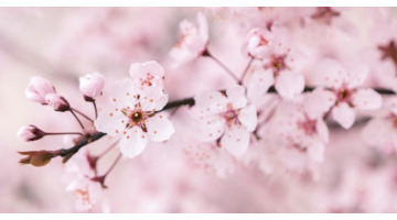 中国哪里樱花多【中国哪个城市樱花最多】