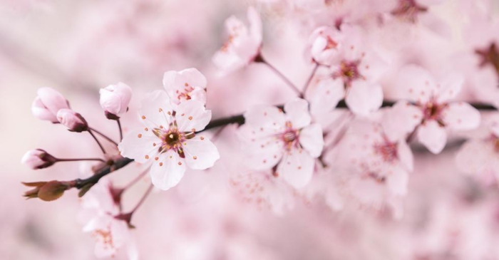 中国哪里樱花多【中国哪个城市樱花最多】