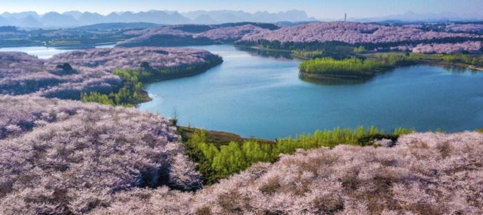 中国哪里樱花多【中国哪个城市樱花最多】