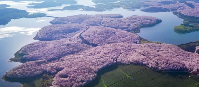 中国哪里樱花多【中国哪个城市樱花最多】