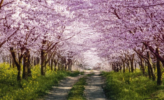 中国哪里樱花多【中国哪个城市樱花最多】