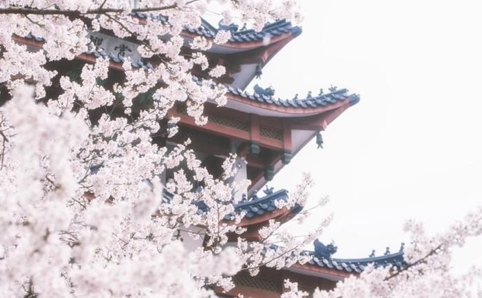 中国哪里樱花多【中国哪个城市樱花最多】