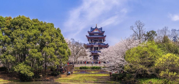 中国哪里樱花多【中国哪个城市樱花最多】